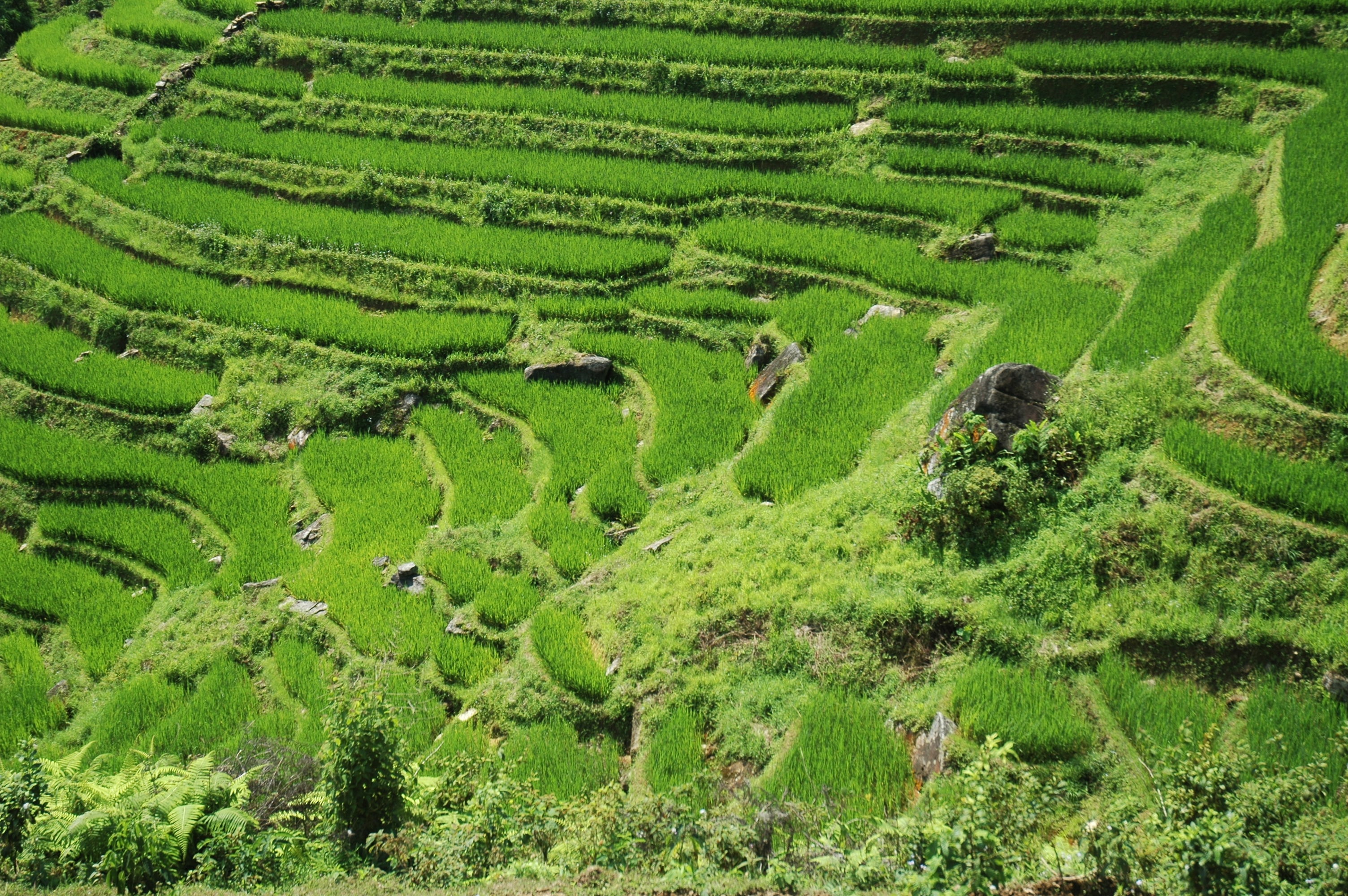 Rice fields near Sapa, Viêt Nam